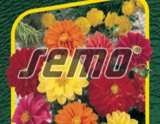 Semo Dahlie Kompakt Mix