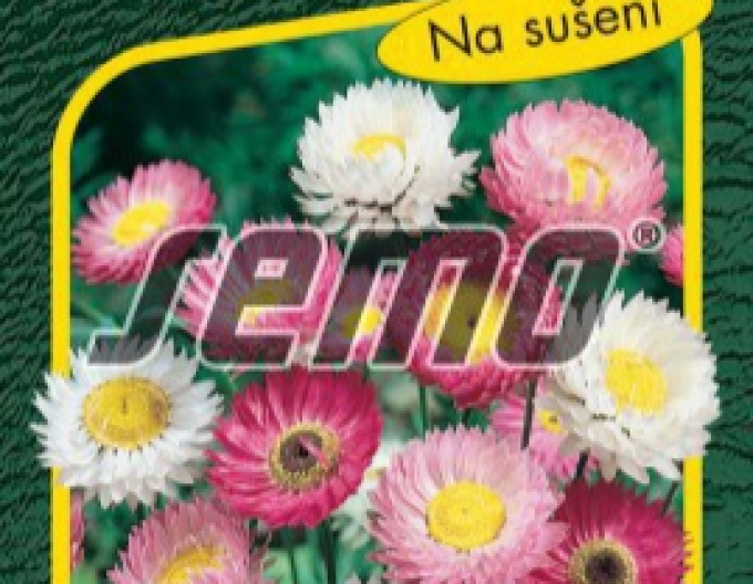 Semo Helichrysum Rosa