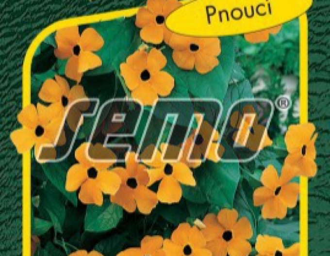 Semo Thunbergia Orange mit Auge