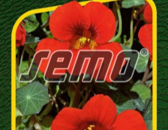 Semo Kapuzinerkresse Princess of India