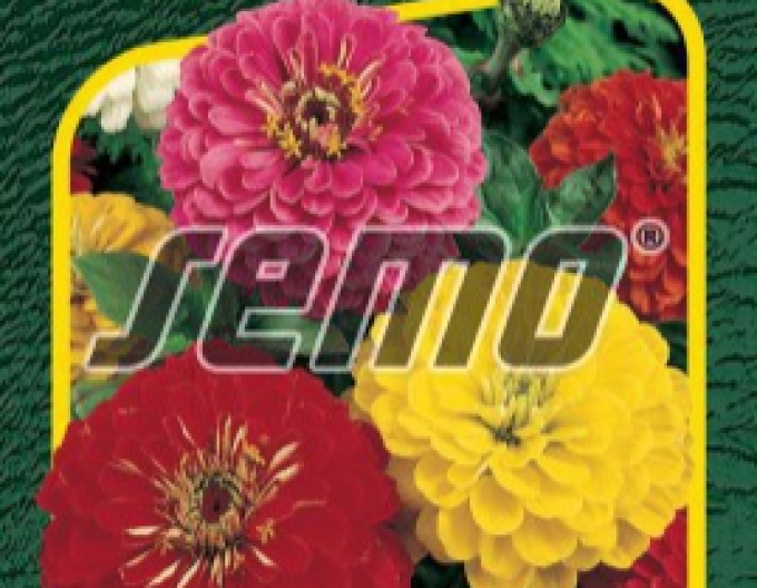 Semo Zinnie Geant de California