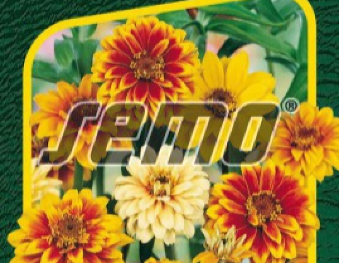 Semo Zinnie Haages Mix