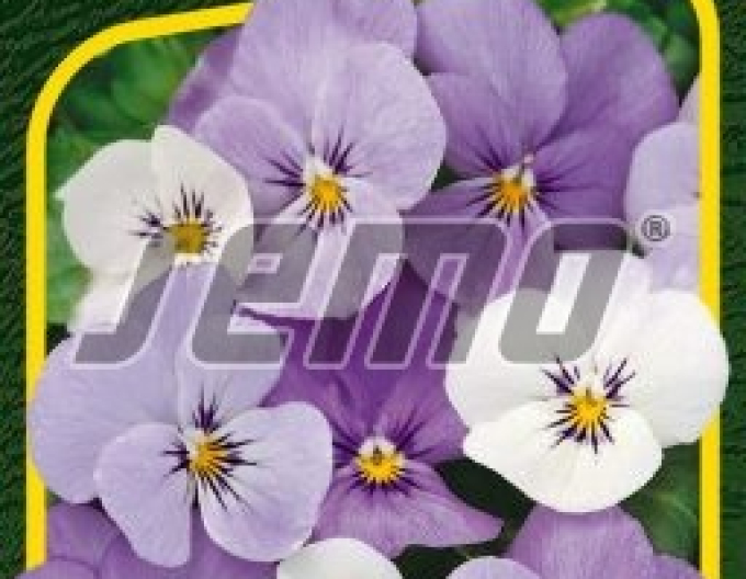 Semo Veilchen Sorbet Ytt