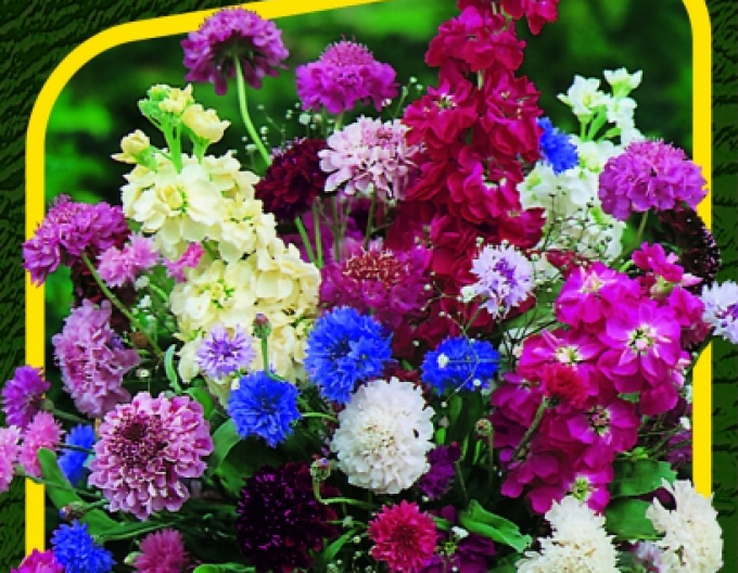 Saatgut Mischung von einjährigen Pflanzen für den Schnitt