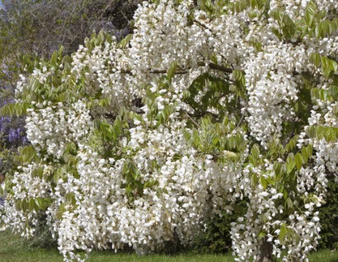 Blauregen White Silk