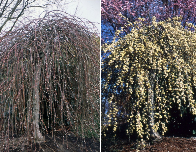Hänge-Kätzchenweide  Kilmarnock - Stämmchen 120cm