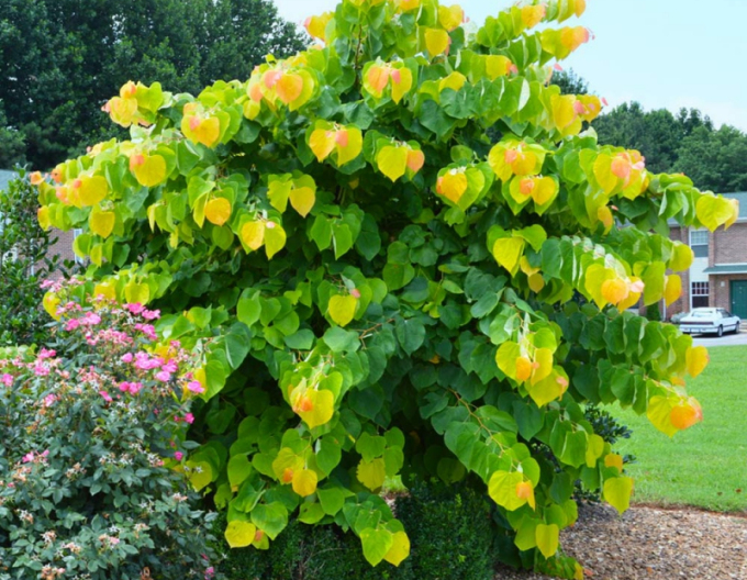 Judasbaum  Rising Sun 80cm