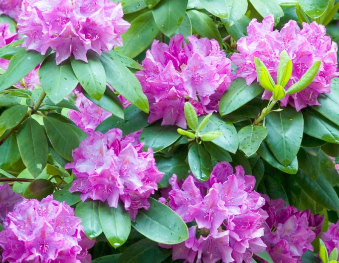 Rhododendron Roseum Elegans