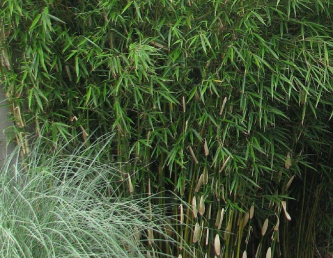 Bambus Fargesia Robusta Pingwu