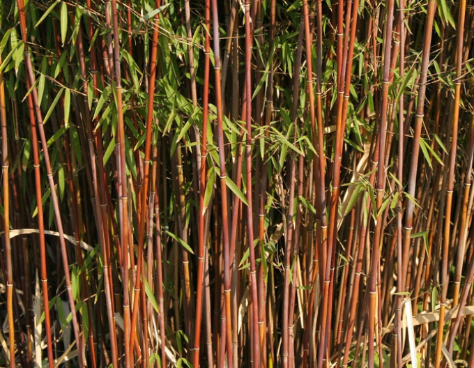 Bambus Fargesia Jiuzhaigou