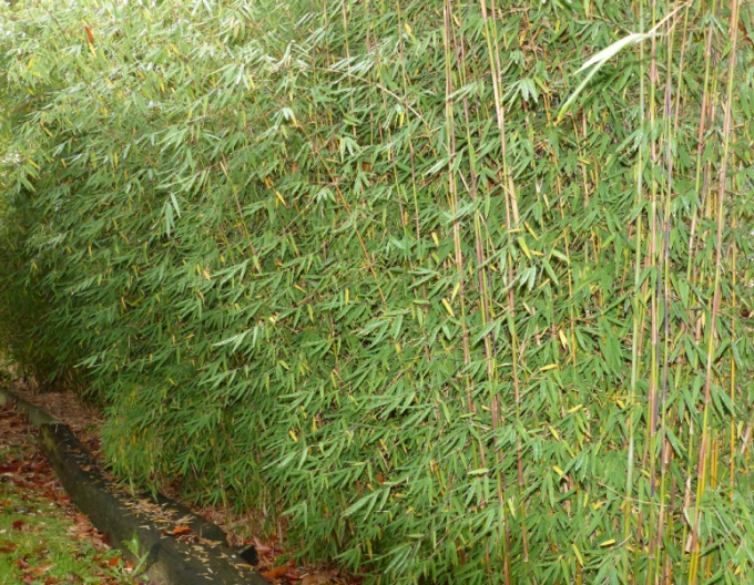 Bambus Fargesia Jiuzhaigou