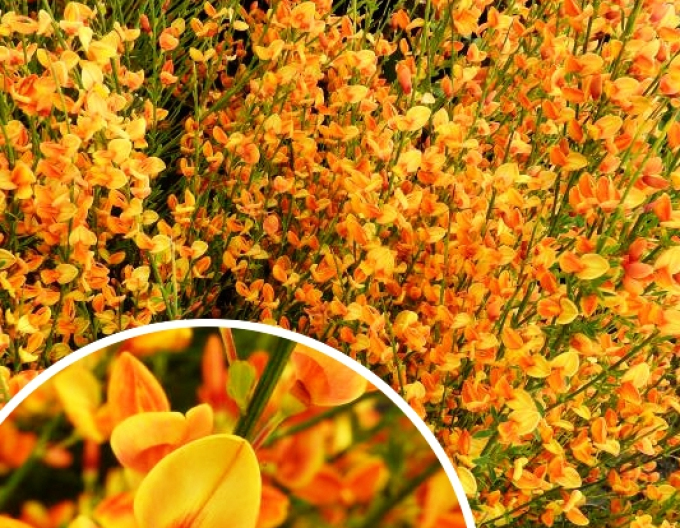 Elfenbein Ginster Apricot Gem