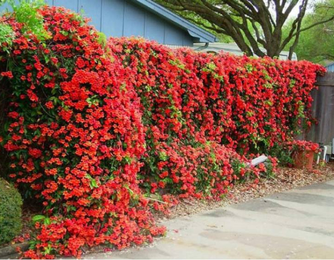 Trompetenblume Gabor