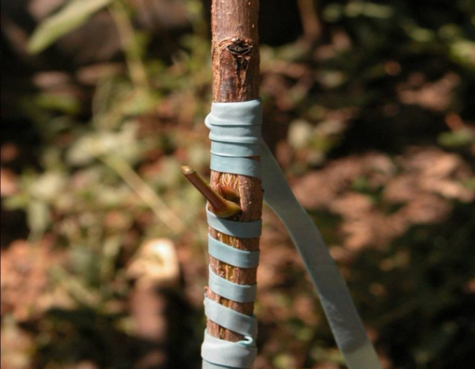 Veredelungsgummi 140x3,5mm