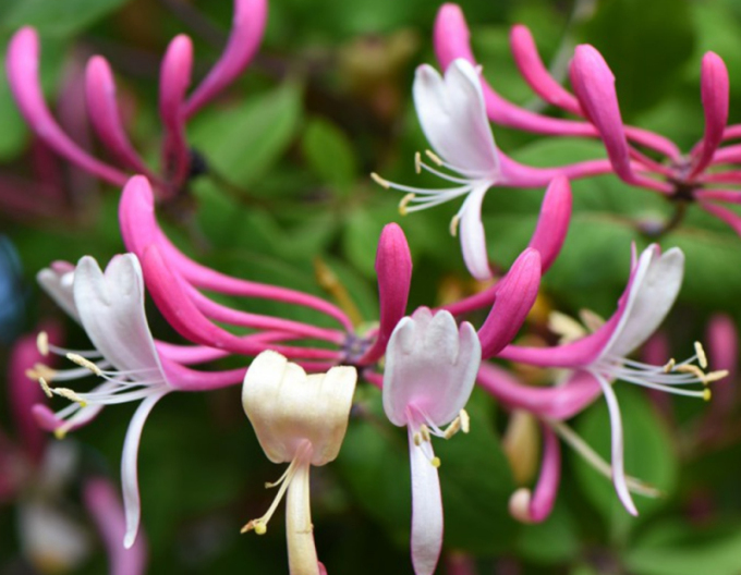 Wald-Geißschlinge Belgica