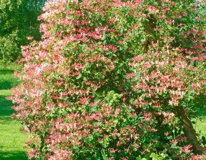 Wald-Geißschlinge Belgica