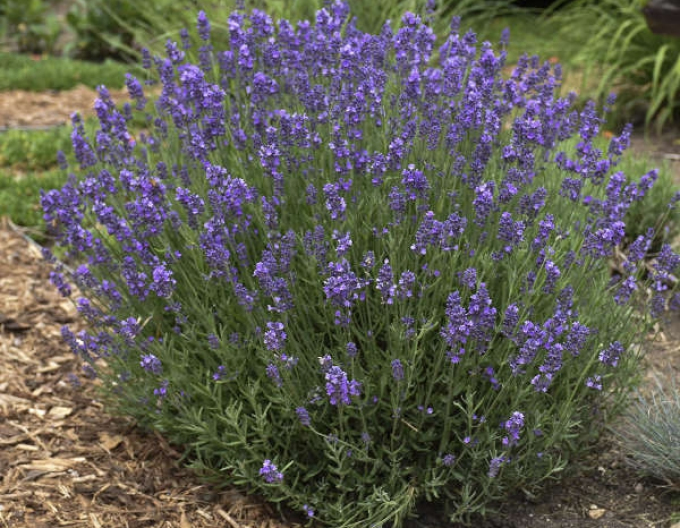 Lavendel Hidcote Blue