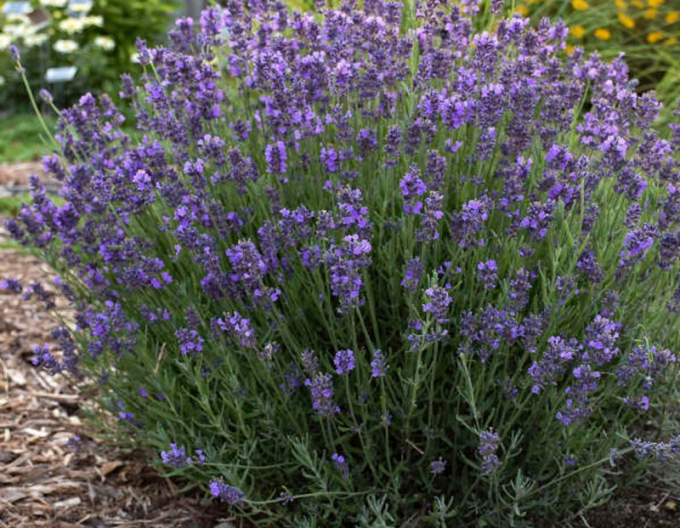 Lavendel Hidcote Blue