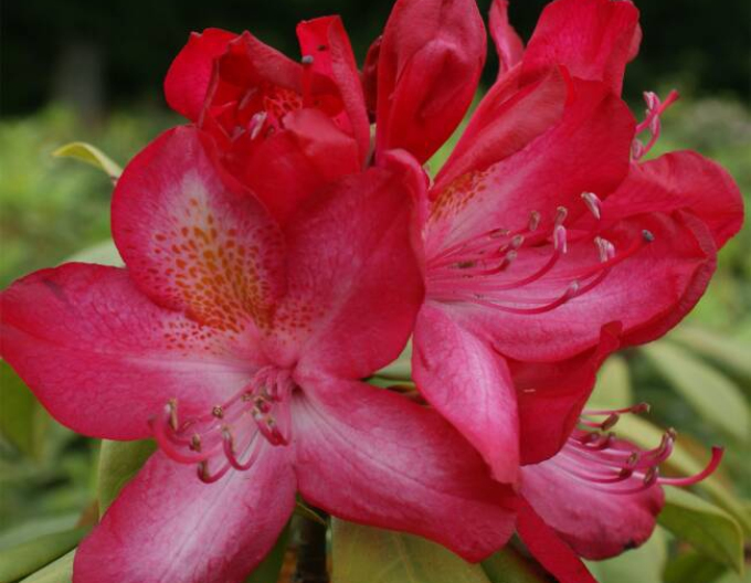 Rhododendron Junifeuer