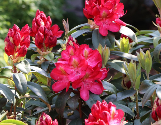 Rhododendron Junifeuer