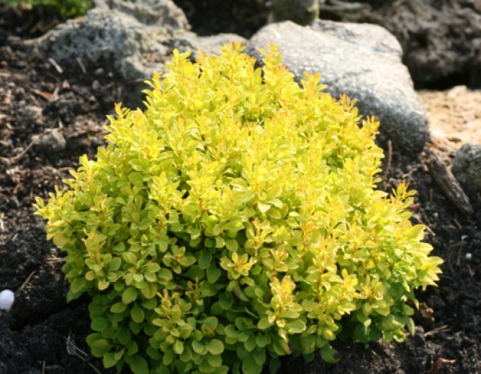 Berberitze "Tiny Gold"