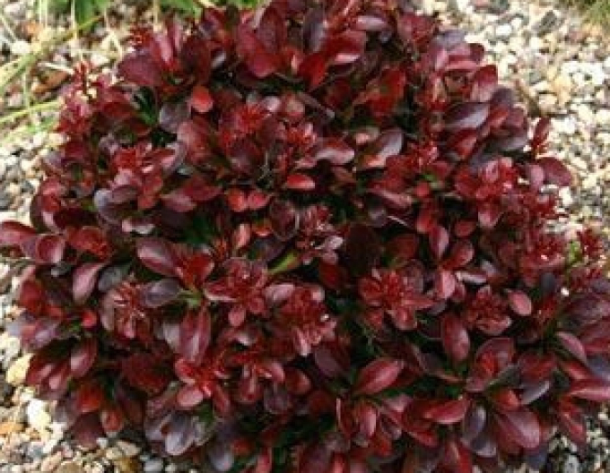 Berberitze "Bagatelle"