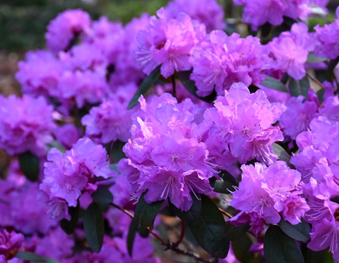 Rhododendron PJM Elite