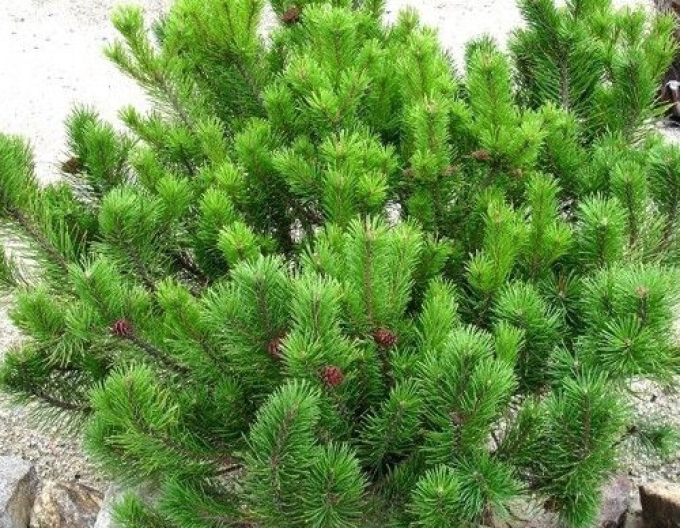 Bergkiefer (Latschenkiefer)