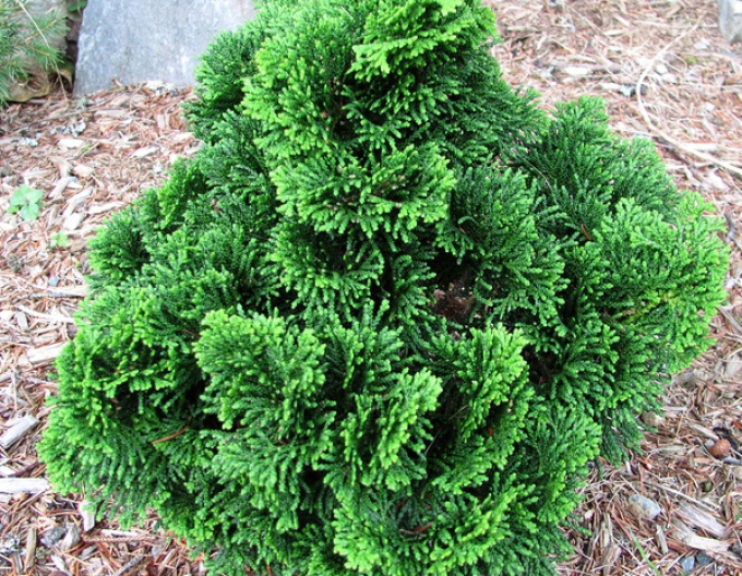 Zypresse NANA GRACILIS