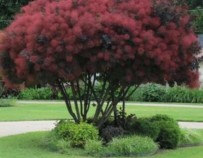 Perückenstrauch Royal Purple 125 - 150cm