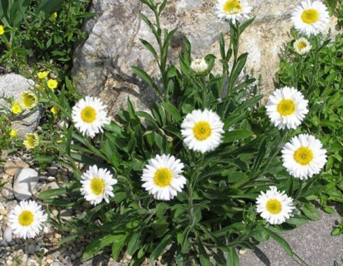 Alpen-Aster White