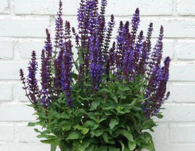 Salbei Neue Dimension Blau9