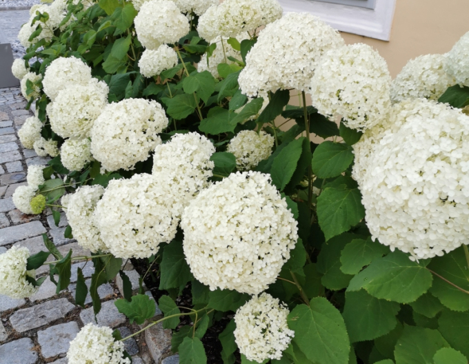 Hortensie Annabelle 2l