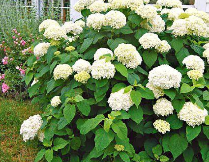 Hortensie Annabelle 2l