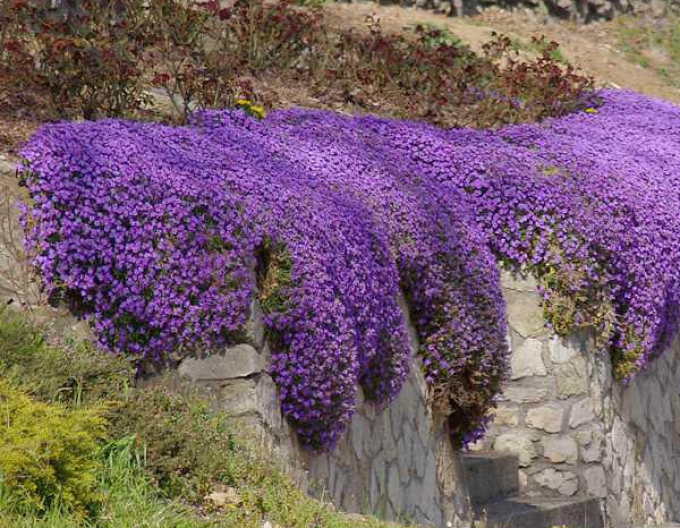 Blaukissen-Aubrieta Audrey Blue Shades