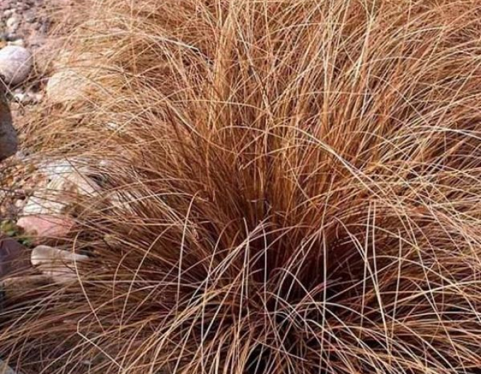 Fuchsrote Neuseeland Segge