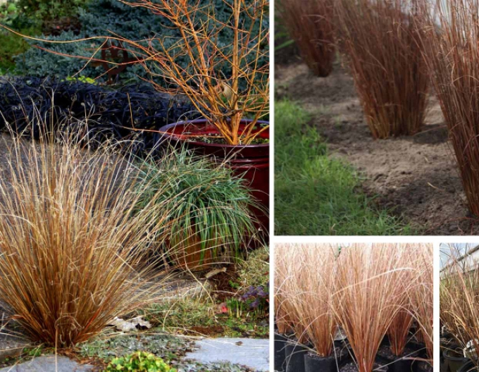 Fuchsrote Neuseeland Segge