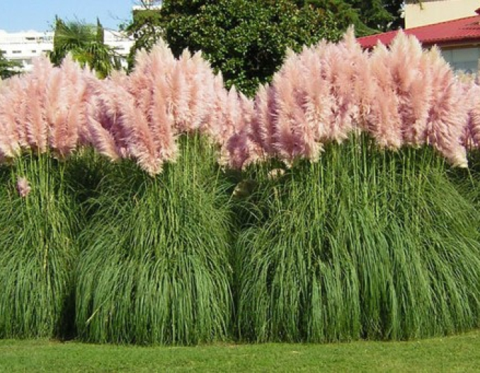 Pampasgras - Cortaderia  Rosea