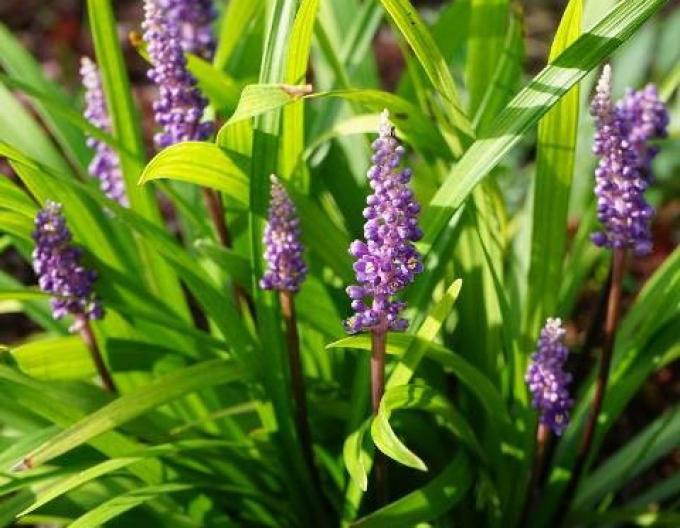 Glöckchentraube Purple Passion