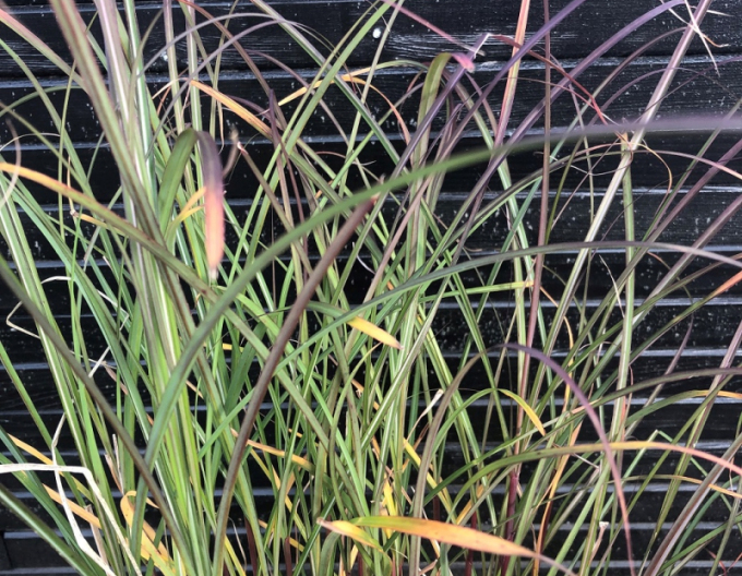 Chinaschilf Serengeti