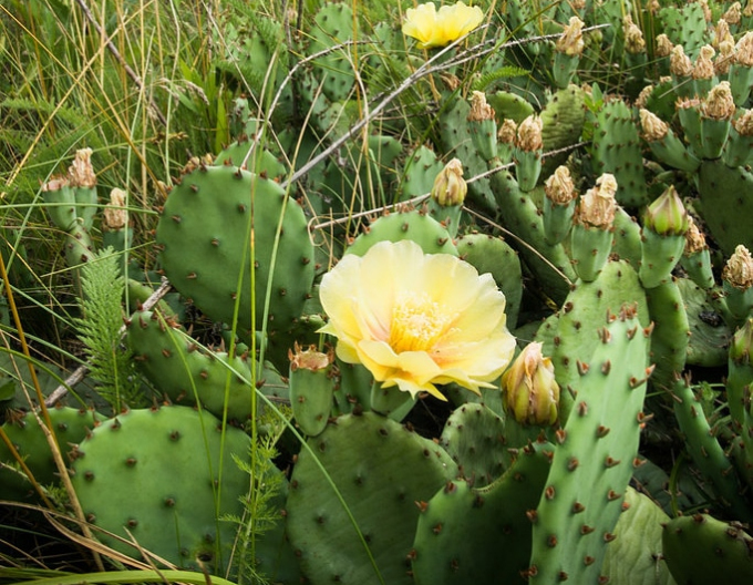 Opuntia