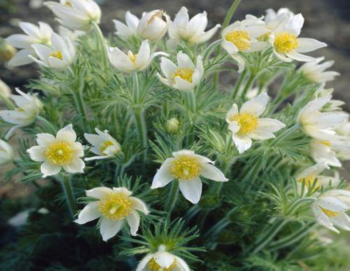 Küchenschelle Pinwheel Weiß