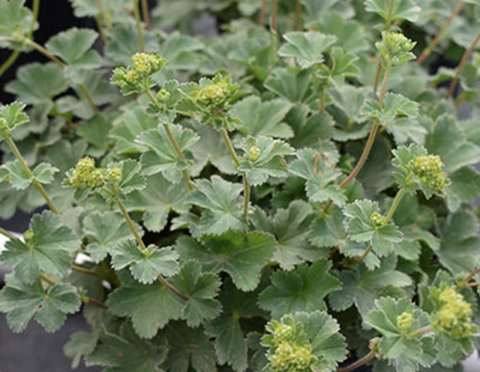 Alchemilla Alma