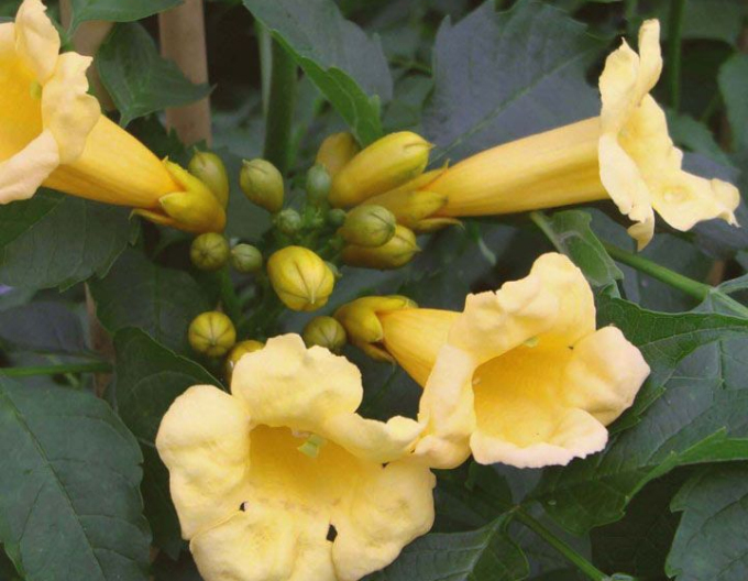 Trompetenblume Flava