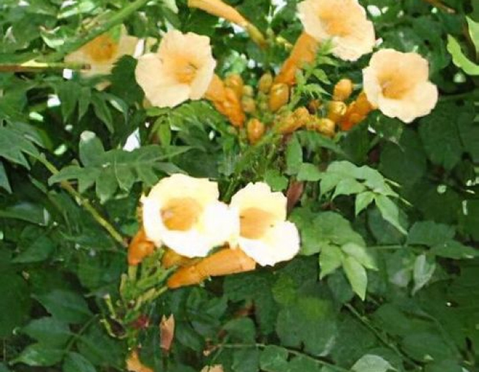 Trompetenblume Flava