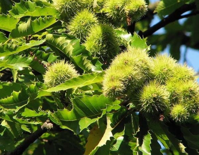 Kastanie Lyon, wurzelnackt