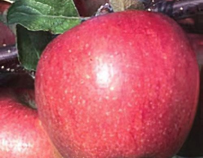 Apfel Breaburn, auf MM106, Cont. 5l