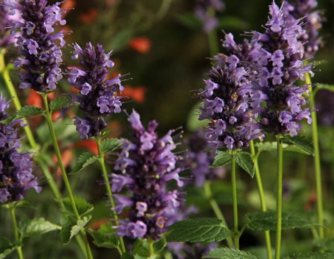 Agastache Black Adder