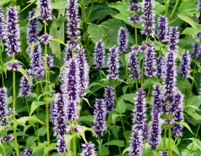 Agastache Black Adder