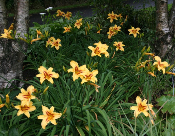 Maiglöckchen Bonanza